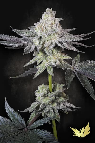 Emerald Envy > Paradise Seeds | Feminized Cannabis   |  Indica